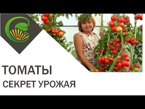 Tomato Gravity F1