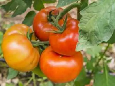 Tomato Gravity F1