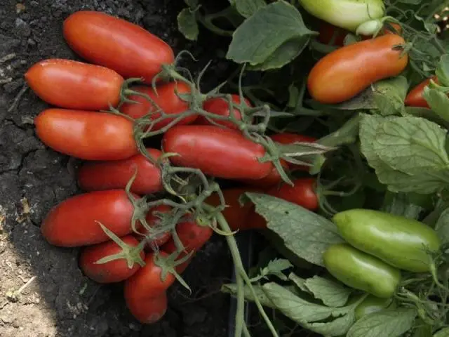 Tomato Gulliver: reviews, photos, yield