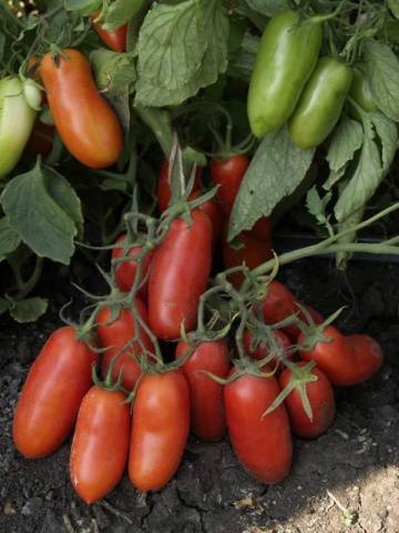 Tomato Gulliver: reviews, photos, yield