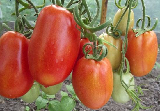 Tomato Gulliver: reviews, photos, yield