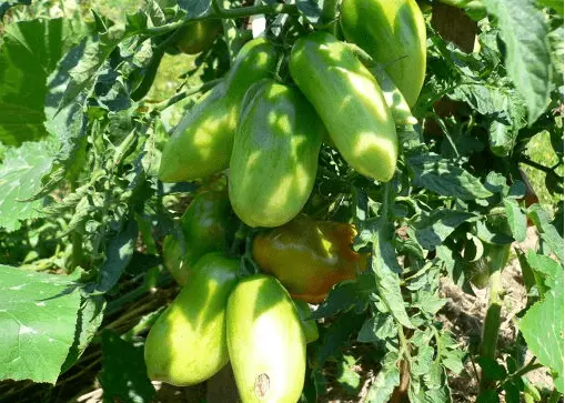 Tomato Gulliver: reviews, photos, yield