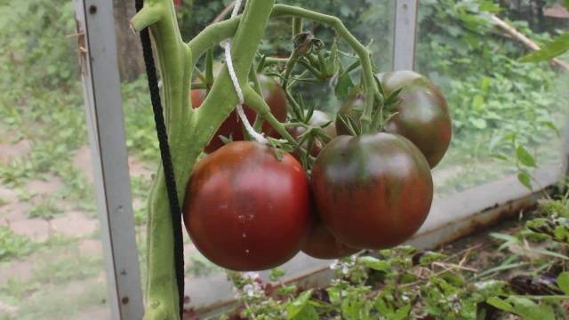 Tomato Gypsy: reviews, photos, yield