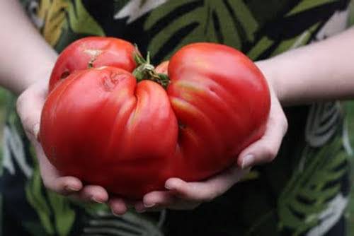 Tomato Hat Monomakh