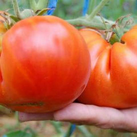 Tomato Hat Monomakh