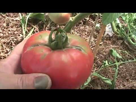 Tomato Hat Monomakh