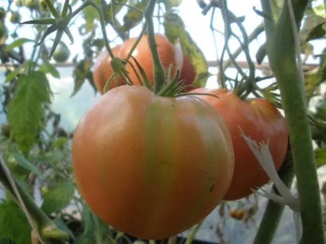 Tomato Hat Monomakh