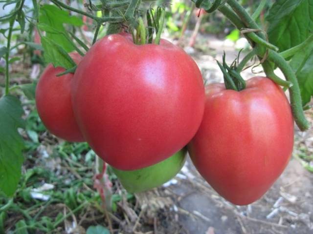 Tomato Heavyweight of Siberia: reviews, photos