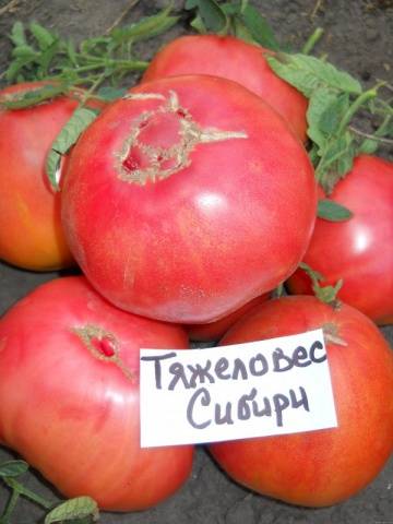 Tomato Heavyweight of Siberia: reviews, photos