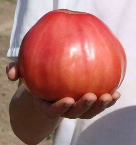 Tomato Heavyweight of Siberia: reviews, photos