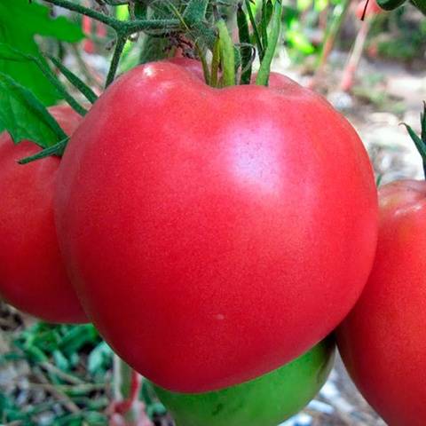 Tomato Heavyweight of Siberia: reviews, photos