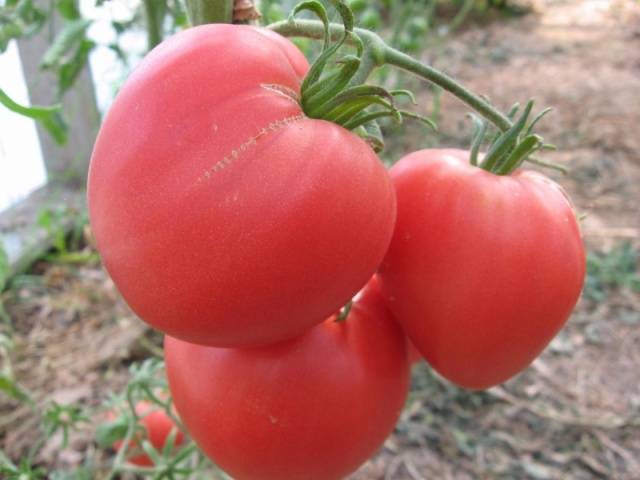 Tomato Heavyweight of Siberia: reviews, photos