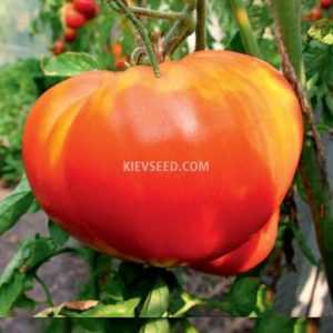 Tomato Heavyweight of Siberia: reviews, photos