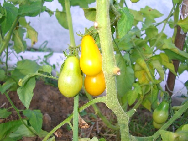 Tomato Honey drop: variety description with photo and video