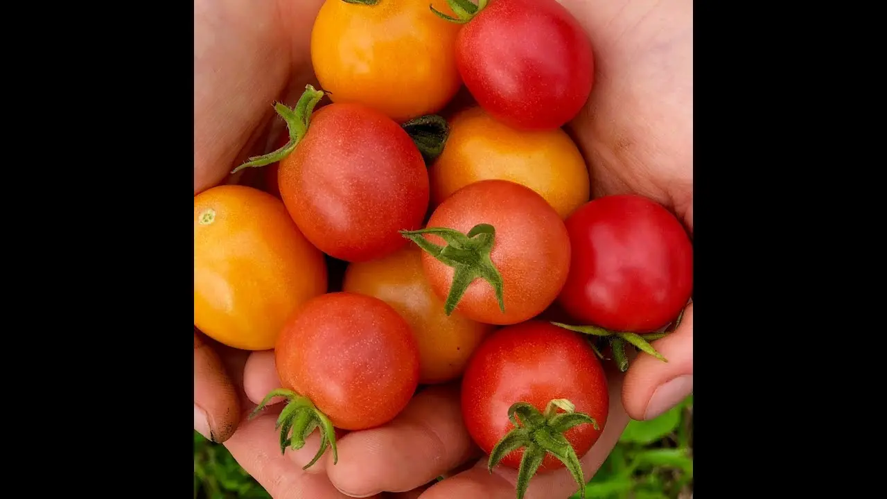 Tomato Honey drop: variety description with photo and video