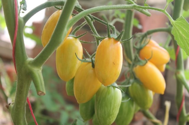 Tomato Honey fingers: characteristics and description of the variety