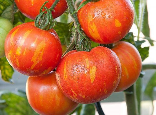 Tomato Honey salute: characteristics and description of the variety