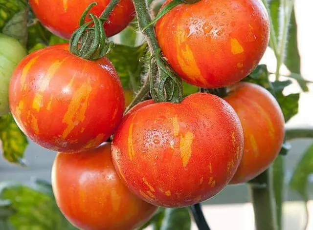 Tomato Honey salute: characteristics and description of the variety