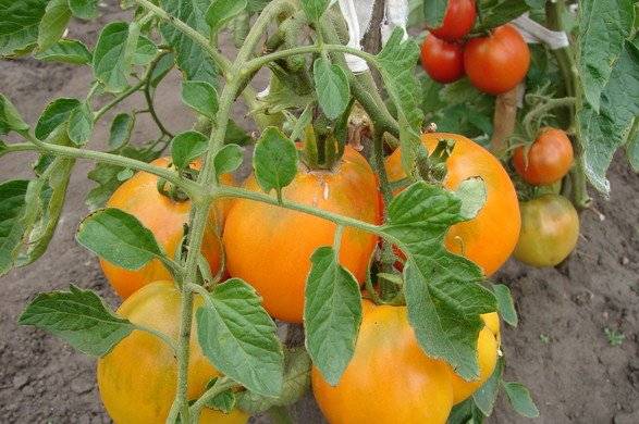 Tomato Honey Spas: reviews, photos, yield