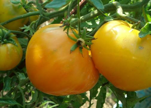 Tomato Honey Spas: reviews, photos, yield