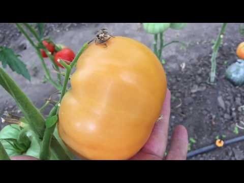 Tomato Honey Spas: reviews, photos, yield