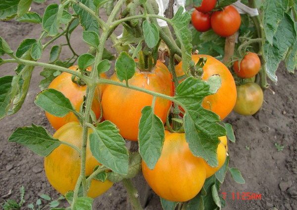 Tomato Honey Spas: reviews, photos, yield