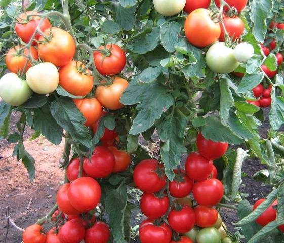 Tomato Intuition: reviews, photos, yield