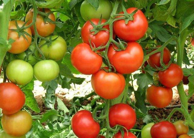 Tomato Intuition: reviews, photos, yield