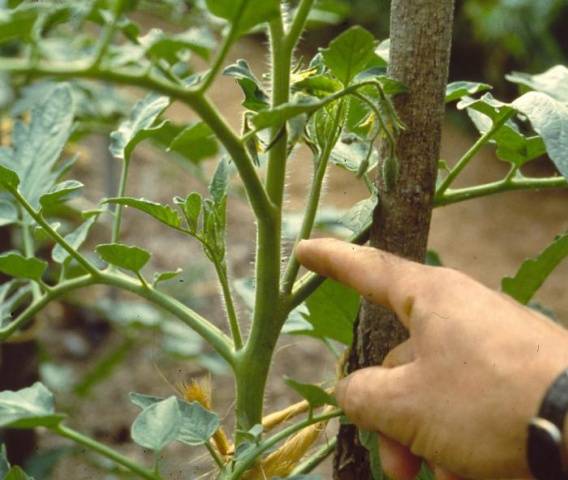 Tomato Intuition: reviews, photos, yield