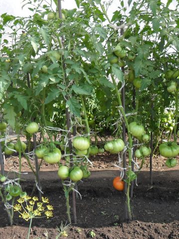 Tomato Irina F1: reviews, photos, yield