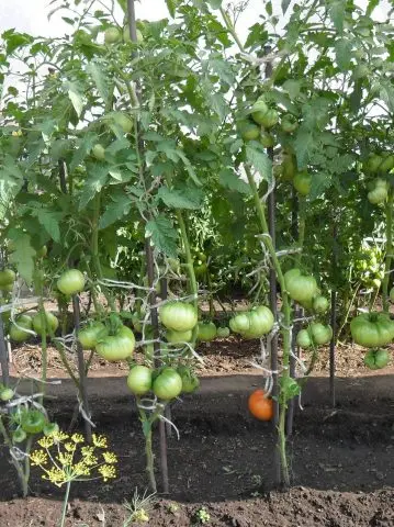 Tomato Irina F1: reviews, photos, yield