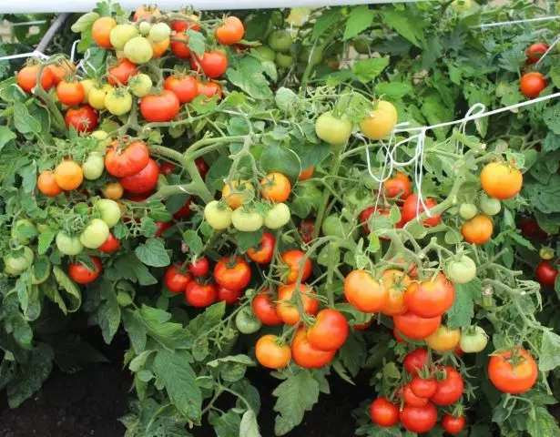 Tomato Irina F1: reviews, photos, yield