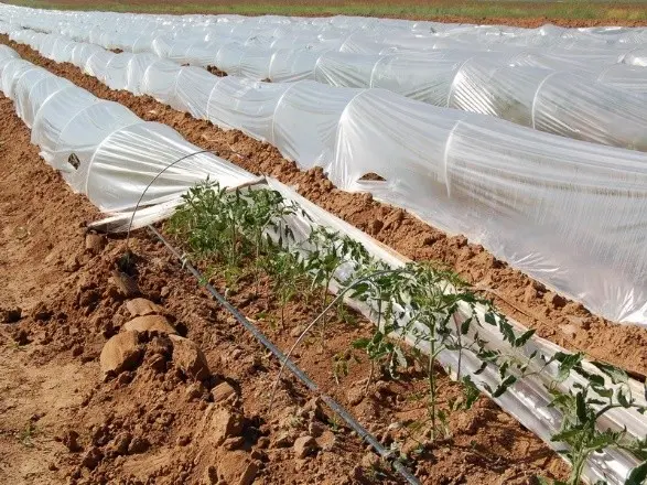 Tomato Irina F1: reviews, photos, yield