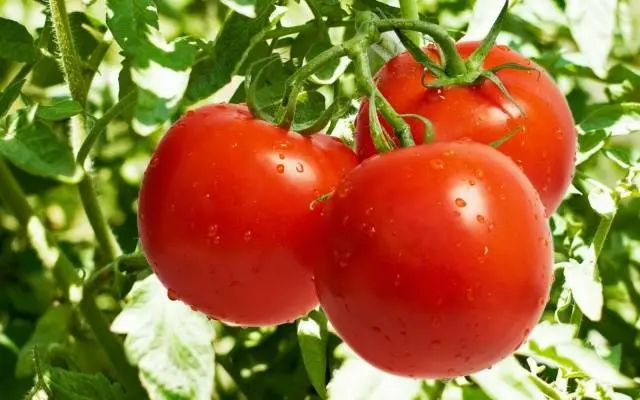 Tomato Irishka F1: reviews, photos, yield