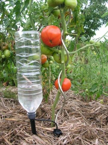 Tomato Irishka F1: reviews, photos, yield