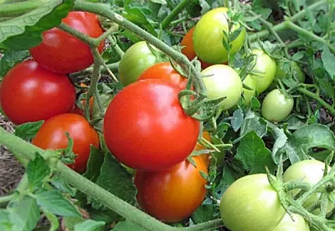 Tomato Irishka F1: reviews, photos, yield