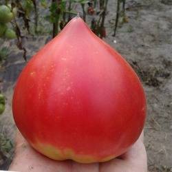 Tomato Japanese: characteristics and description of the variety