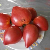 Tomato Japanese: characteristics and description of the variety