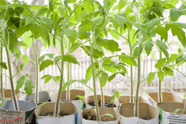 Tomato Japanese: characteristics and description of the variety