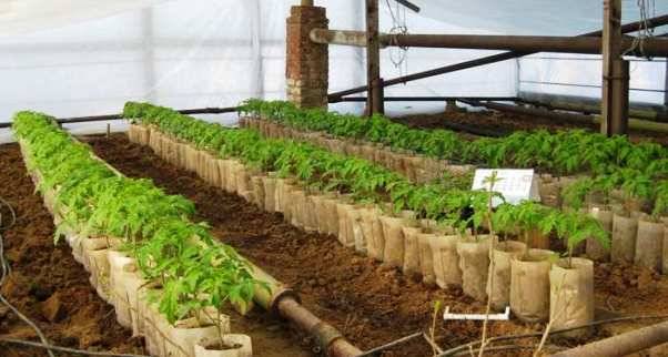 Tomato Japanese: characteristics and description of the variety