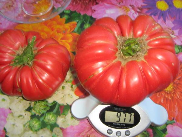 Tomato Japanese crab: reviews, photos, yield