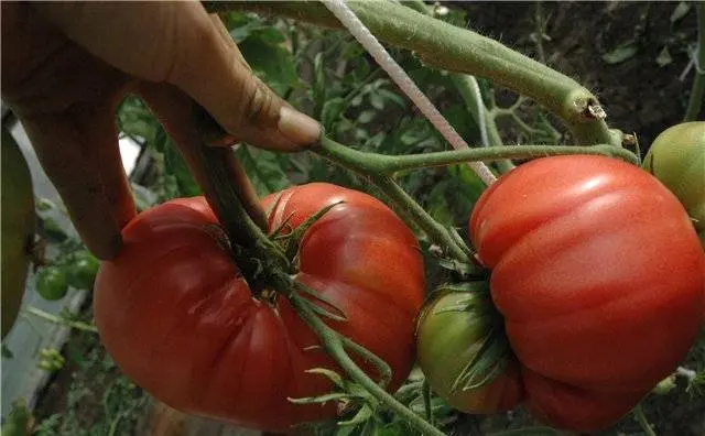 Tomato Japanese crab: reviews, photos, yield