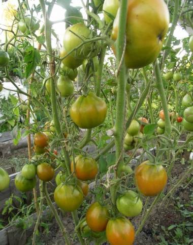 Tomato Japanese truffle