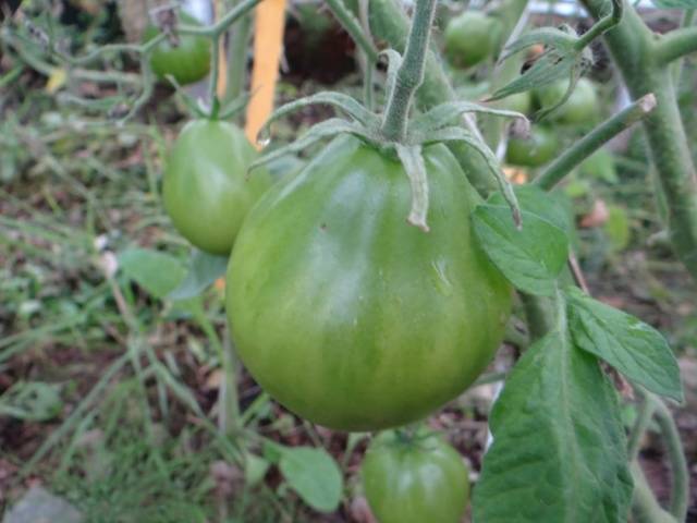 Tomato Japanese truffle