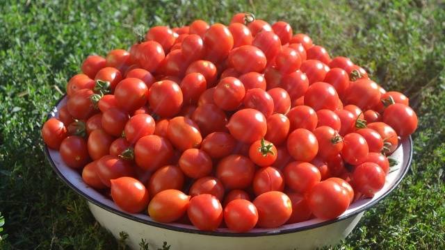 Tomato Jubilee Tarasenko: reviews + photos