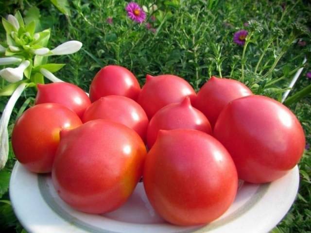 Tomato Jubilee Tarasenko: reviews + photos