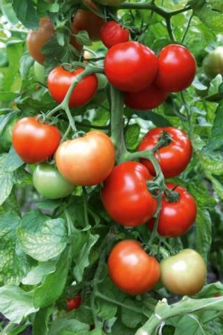 Tomato Juggler F1: characteristics and description of the variety