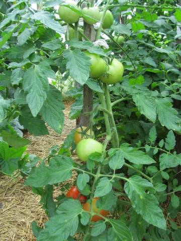 Tomato Juggler F1: characteristics and description of the variety