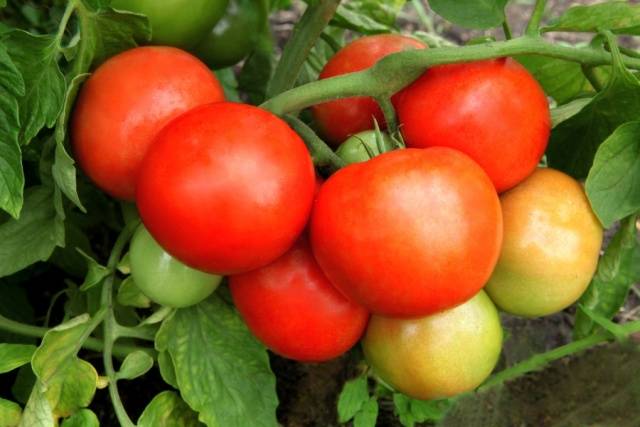 Tomato Juggler F1: characteristics and description of the variety