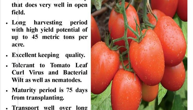 Tomato Juggler F1: characteristics and description of the variety